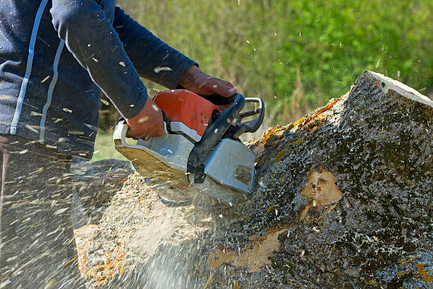 How Our Tree Care Process Works  in Old Fig Garden, CA